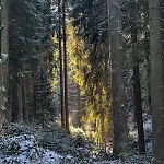 Carlsfeld Lejlighed *