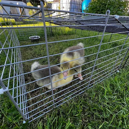 Carlsfeld Am Skihang *