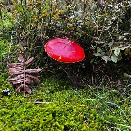 Apartment Carlsfeld Am Skihang