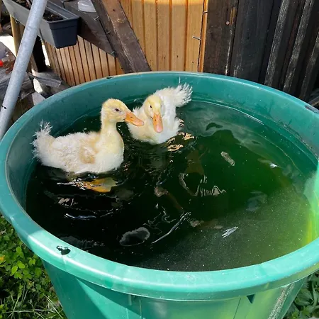 Apartment Carlsfeld Am Skihang Eibenstock